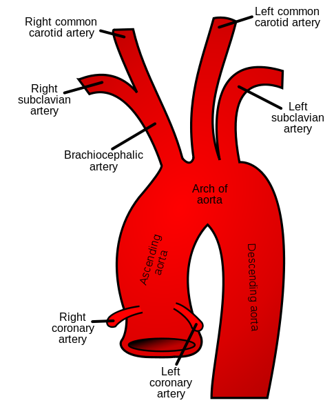segmentation of thoracic aorta